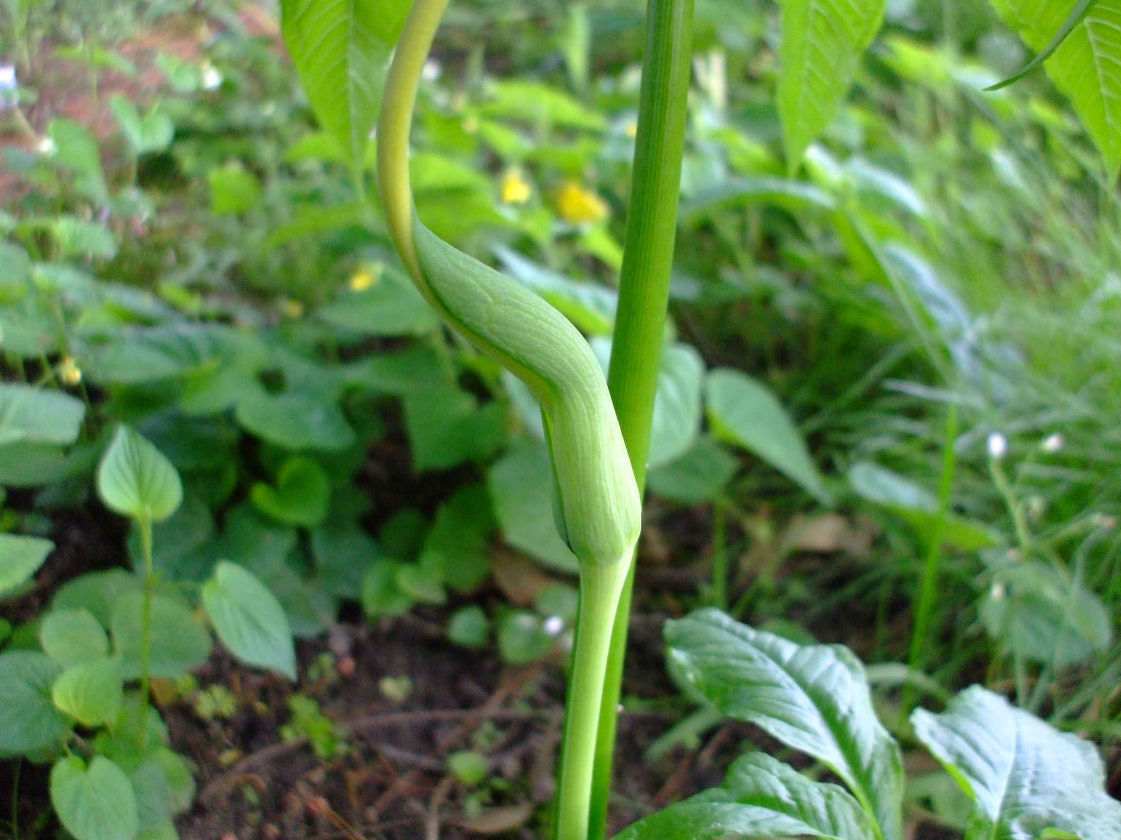Arisaema dracontium